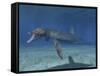 Pliosaurus Kevani, Late Jurassic of England-null-Framed Stretched Canvas