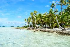 Coconut Palms on A Pacific Island-pljvv-Photographic Print