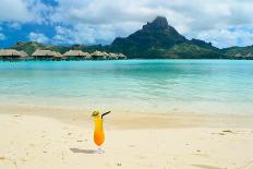 Shark and Butterfly Fish at Bora Bora-pljvv-Photographic Print