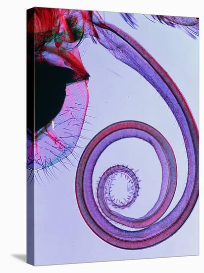 PLM of Sucking Proboscis of Butterfly P.brassicae-PASIEKA-Stretched Canvas