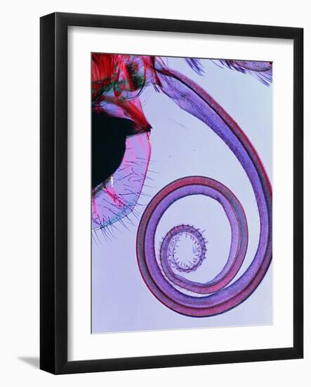 PLM of Sucking Proboscis of Butterfly P.brassicae-PASIEKA-Framed Photographic Print