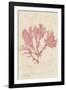 Plocamium-Henry Bradbury-Framed Giclee Print