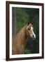 Ploomwood Arabians 019-Bob Langrish-Framed Photographic Print