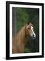 Ploomwood Arabians 019-Bob Langrish-Framed Photographic Print