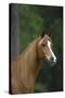 Ploomwood Arabians 019-Bob Langrish-Stretched Canvas