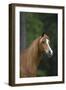 Ploomwood Arabians 019-Bob Langrish-Framed Photographic Print