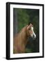 Ploomwood Arabians 019-Bob Langrish-Framed Photographic Print