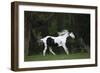 Ploomwood Arabians 027-Bob Langrish-Framed Photographic Print