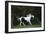 Ploomwood Arabians 027-Bob Langrish-Framed Photographic Print