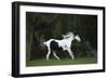 Ploomwood Arabians 027-Bob Langrish-Framed Photographic Print