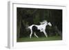 Ploomwood Arabians 027-Bob Langrish-Framed Photographic Print