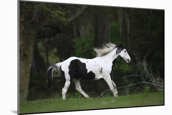 Ploomwood Arabians 027-Bob Langrish-Mounted Photographic Print