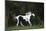 Ploomwood Arabians 027-Bob Langrish-Mounted Photographic Print