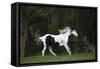 Ploomwood Arabians 027-Bob Langrish-Framed Stretched Canvas