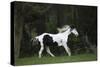 Ploomwood Arabians 027-Bob Langrish-Stretched Canvas