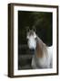 Ploomwood Arabians 029-Bob Langrish-Framed Photographic Print