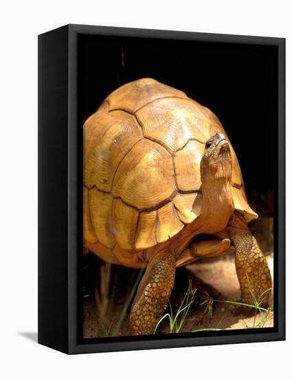 Plough-share Tortoise, Ampijeroa Forest Station, Madagascar-Pete Oxford-Framed Stretched Canvas