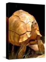 Plough-share Tortoise, Ampijeroa Forest Station, Madagascar-Pete Oxford-Stretched Canvas