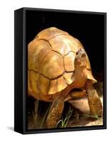 Plough-share Tortoise, Ampijeroa Forest Station, Madagascar-Pete Oxford-Framed Stretched Canvas