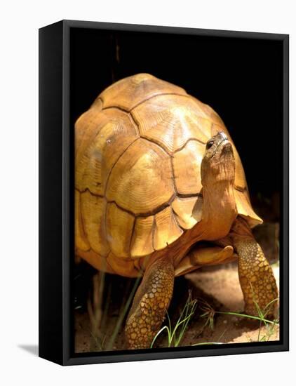 Plough-share Tortoise, Ampijeroa Forest Station, Madagascar-Pete Oxford-Framed Stretched Canvas