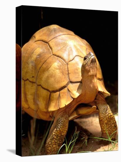 Plough-share Tortoise, Ampijeroa Forest Station, Madagascar-Pete Oxford-Stretched Canvas