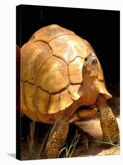 Plough-share Tortoise, Ampijeroa Forest Station, Madagascar-Pete Oxford-Stretched Canvas