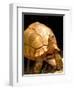 Plough-share Tortoise, Ampijeroa Forest Station, Madagascar-Pete Oxford-Framed Premium Photographic Print