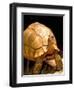 Plough-share Tortoise, Ampijeroa Forest Station, Madagascar-Pete Oxford-Framed Photographic Print