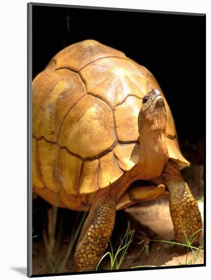 Plough-share Tortoise, Ampijeroa Forest Station, Madagascar-Pete Oxford-Mounted Photographic Print