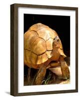 Plough-share Tortoise, Ampijeroa Forest Station, Madagascar-Pete Oxford-Framed Photographic Print