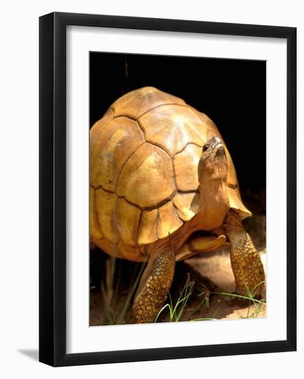 Plough-share Tortoise, Ampijeroa Forest Station, Madagascar-Pete Oxford-Framed Photographic Print