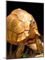 Plough-share Tortoise, Ampijeroa Forest Station, Madagascar-Pete Oxford-Mounted Photographic Print