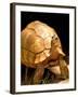 Plough-share Tortoise, Ampijeroa Forest Station, Madagascar-Pete Oxford-Framed Photographic Print