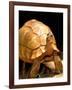 Plough-share Tortoise, Ampijeroa Forest Station, Madagascar-Pete Oxford-Framed Photographic Print