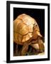 Plough-share Tortoise, Ampijeroa Forest Station, Madagascar-Pete Oxford-Framed Photographic Print