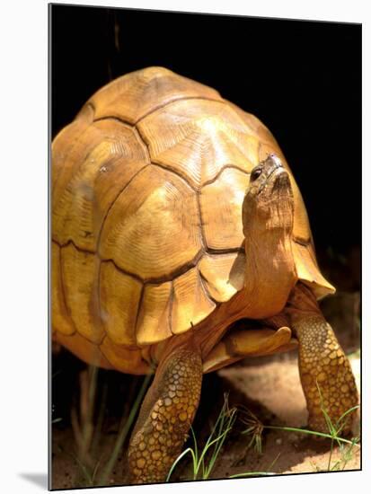 Plough-share Tortoise, Ampijeroa Forest Station, Madagascar-Pete Oxford-Mounted Photographic Print