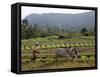 Ploughing An Agricultural Field, Marayoor, Kerala, India, Asia-null-Framed Stretched Canvas