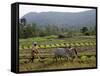 Ploughing An Agricultural Field, Marayoor, Kerala, India, Asia-null-Framed Stretched Canvas