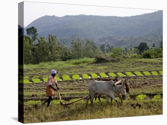 Ploughing An Agricultural Field, Marayoor, Kerala, India, Asia-null-Stretched Canvas