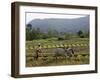 Ploughing An Agricultural Field, Marayoor, Kerala, India, Asia-null-Framed Photographic Print