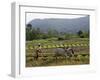 Ploughing An Agricultural Field, Marayoor, Kerala, India, Asia-null-Framed Photographic Print