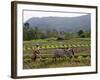 Ploughing An Agricultural Field, Marayoor, Kerala, India, Asia-null-Framed Photographic Print