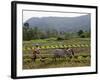 Ploughing An Agricultural Field, Marayoor, Kerala, India, Asia-null-Framed Photographic Print