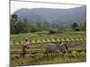 Ploughing An Agricultural Field, Marayoor, Kerala, India, Asia-null-Mounted Photographic Print