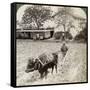 Ploughing Flooded Ground for Rice Planting, North of the Main Road at Uji, Near Kyoto, Japan, 1904-Underwood & Underwood-Framed Stretched Canvas