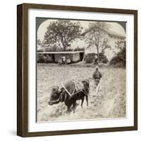 Ploughing Flooded Ground for Rice Planting, North of the Main Road at Uji, Near Kyoto, Japan, 1904-Underwood & Underwood-Framed Photographic Print