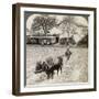 Ploughing Flooded Ground for Rice Planting, North of the Main Road at Uji, Near Kyoto, Japan, 1904-Underwood & Underwood-Framed Photographic Print