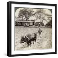 Ploughing Flooded Ground for Rice Planting, North of the Main Road at Uji, Near Kyoto, Japan, 1904-Underwood & Underwood-Framed Photographic Print