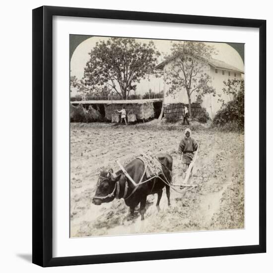 Ploughing Flooded Ground for Rice Planting, North of the Main Road at Uji, Near Kyoto, Japan, 1904-Underwood & Underwood-Framed Photographic Print