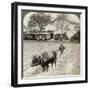 Ploughing Flooded Ground for Rice Planting, North of the Main Road at Uji, Near Kyoto, Japan, 1904-Underwood & Underwood-Framed Photographic Print